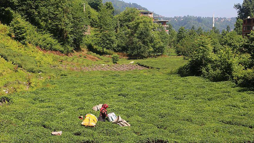 Rize, Trabzon ve Artvin’de yeni geçim kaynağı: Kilogramı 6 bin TL’ye satılıyor! 8